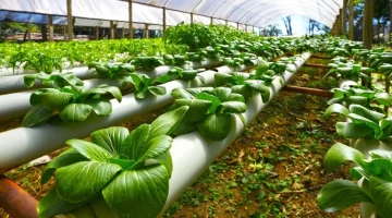 Measuringmart Agriculture Green House