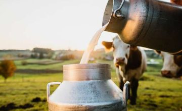 Close-up of raw milk being poured into container with cows in background